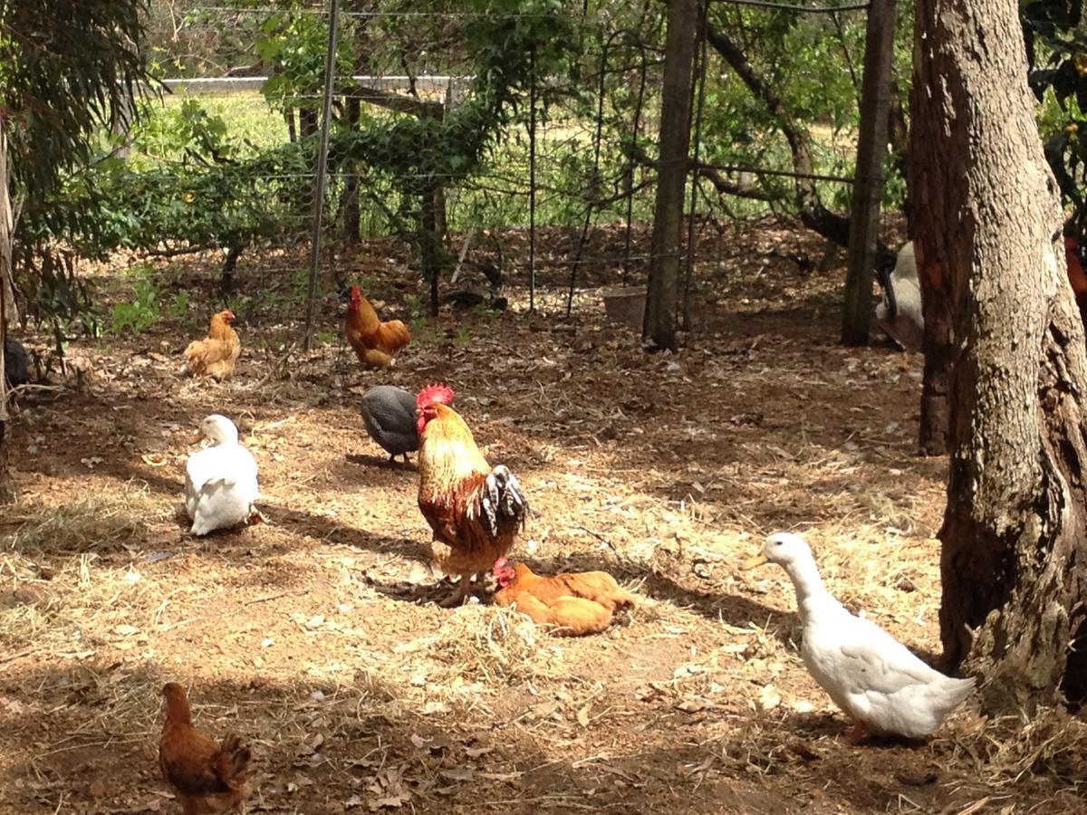 Collie Whispering Pines Bed And Breakfast מראה חיצוני תמונה